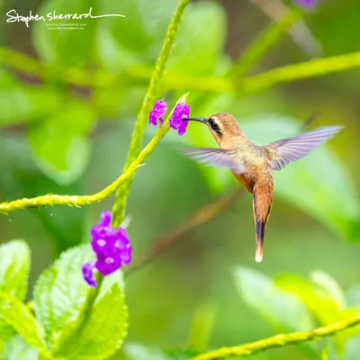 Hummingbirds of Costa Rica